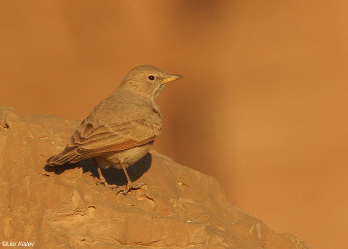     Desert Lark   Ammomanes deserti                            , 2008.: 